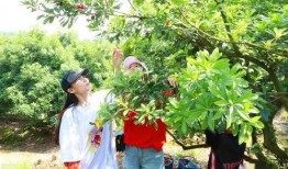 藿藿技能爆料最新,解锁神秘力量，助力战斗新篇章
